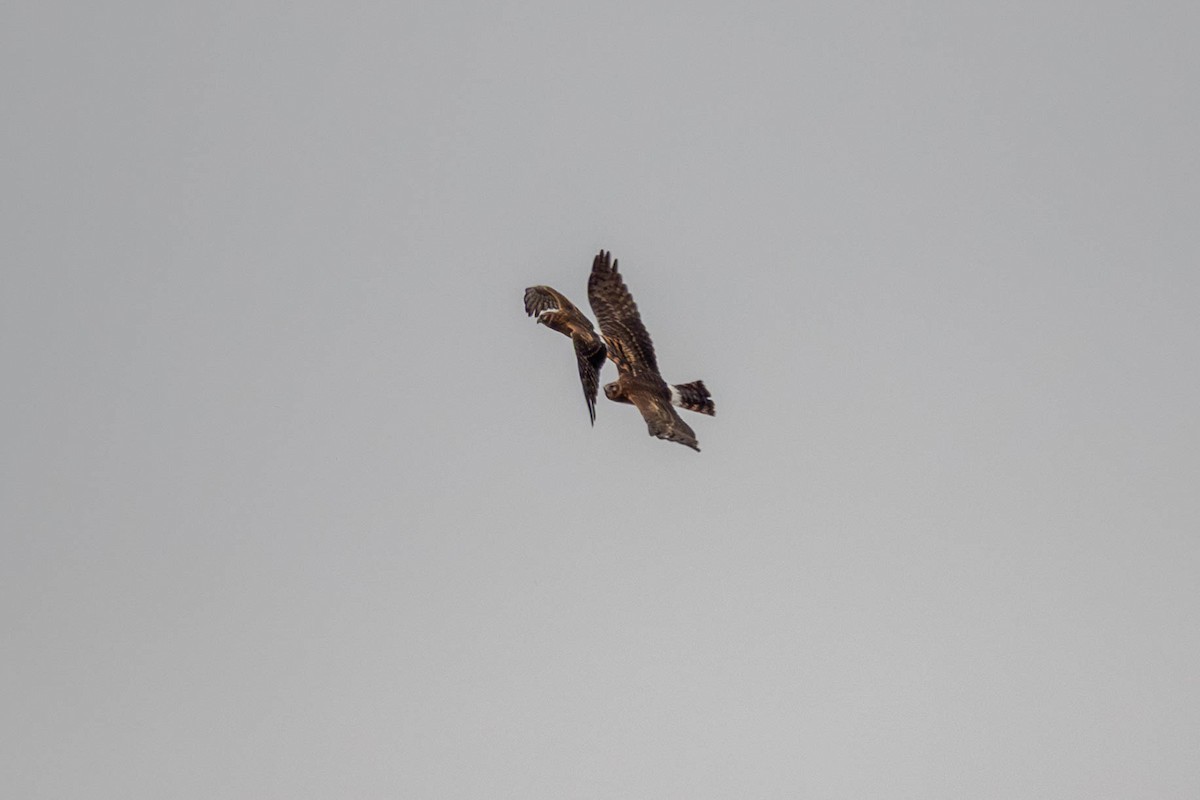 Northern Harrier - ML646623808