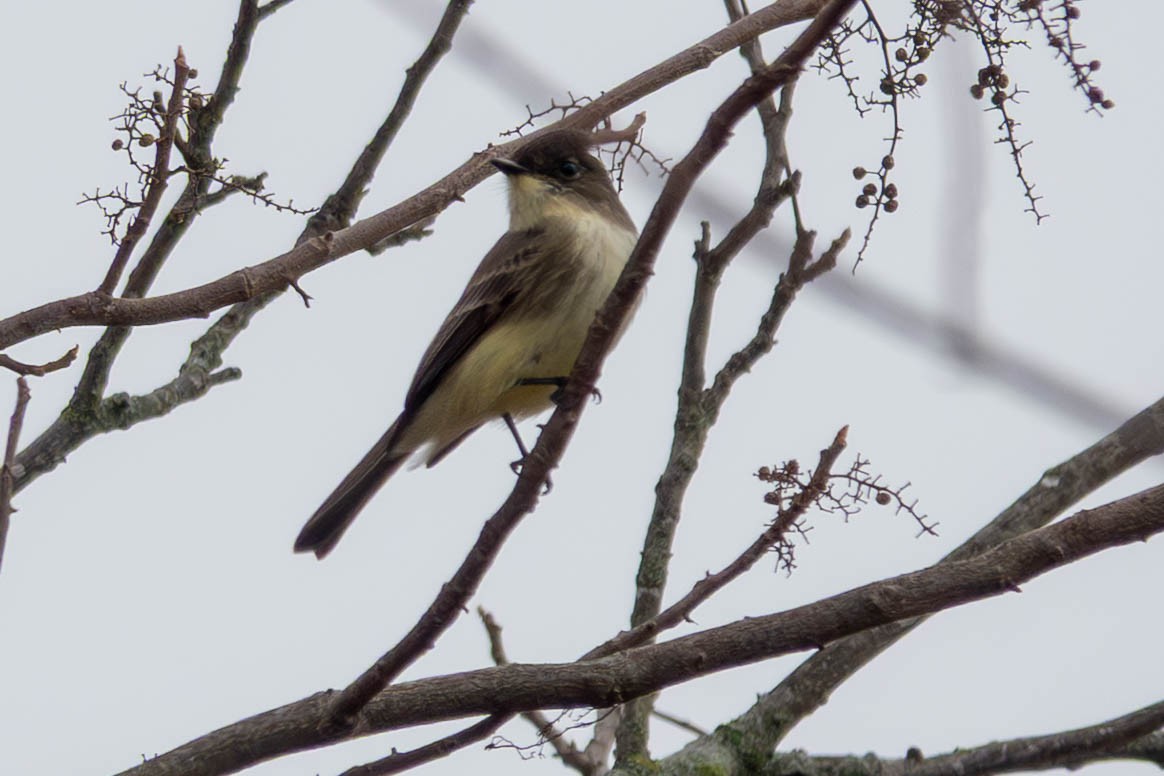 Eastern Phoebe - ML646623809