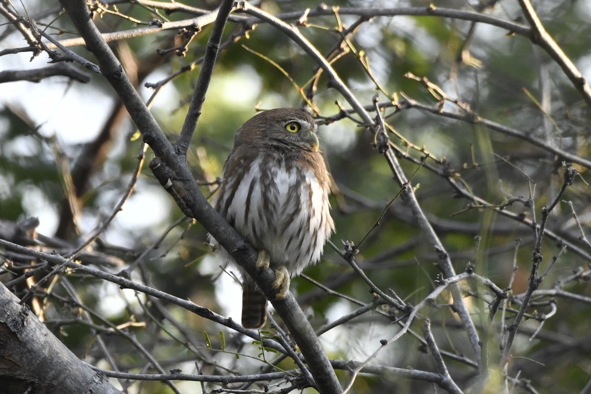 Ferruginous Pygmy-Owl (Ferruginous) - ML646623813