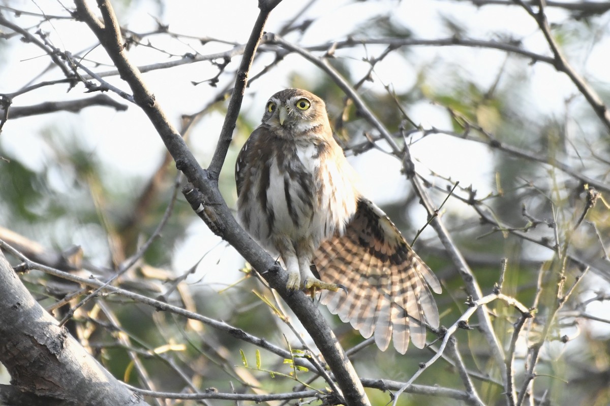 Ferruginous Pygmy-Owl (Ferruginous) - ML646623814