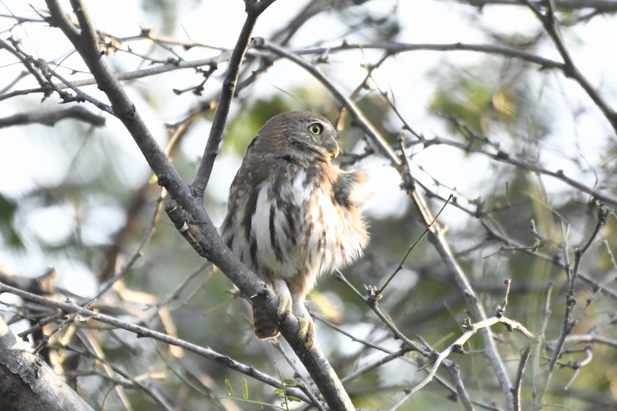 Ferruginous Pygmy-Owl (Ferruginous) - ML646623815