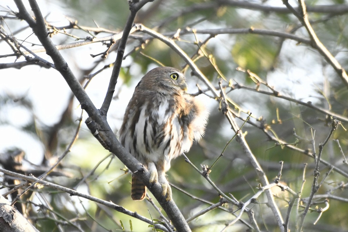 Ferruginous Pygmy-Owl (Ferruginous) - ML646623816