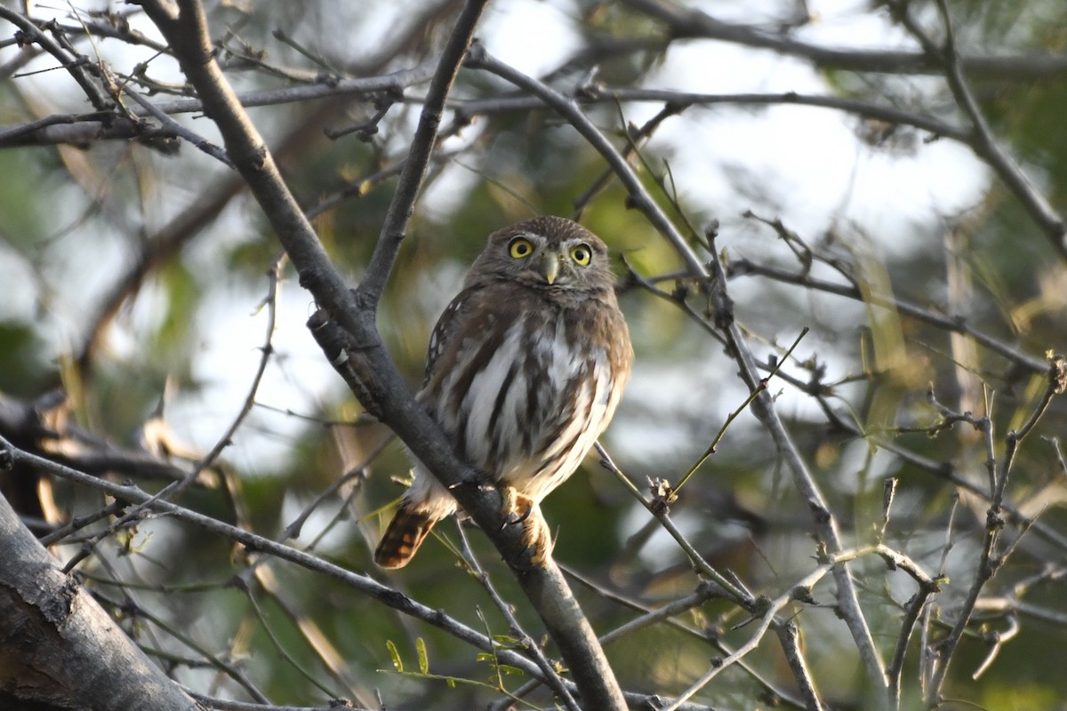 Ferruginous Pygmy-Owl (Ferruginous) - ML646623817