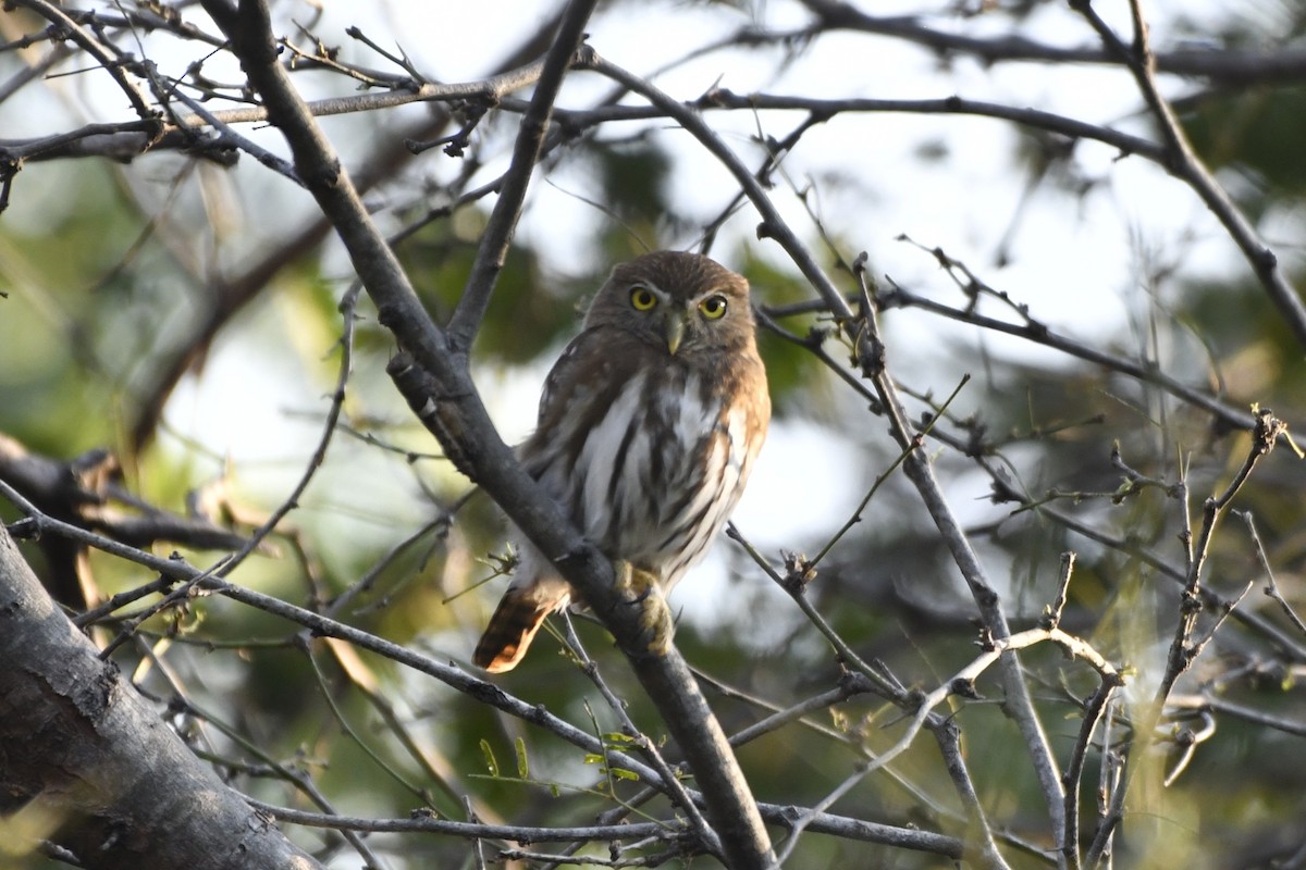 Ferruginous Pygmy-Owl (Ferruginous) - ML646623818