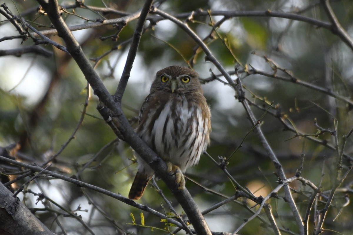Ferruginous Pygmy-Owl (Ferruginous) - ML646623819