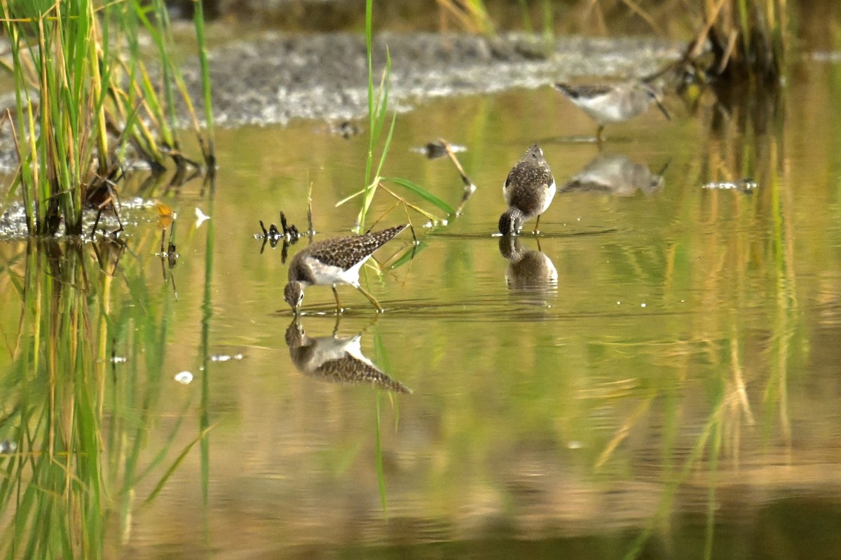 Wood Sandpiper - ML646623820