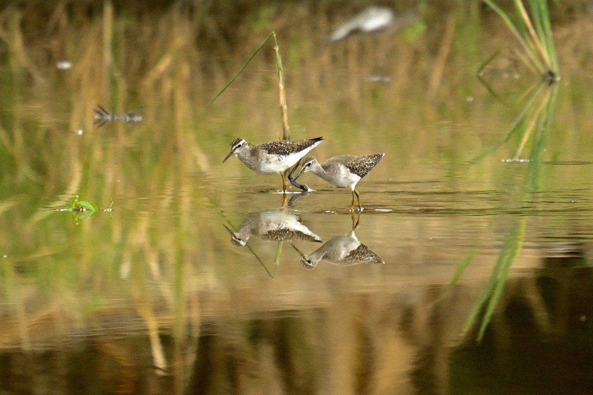 Wood Sandpiper - ML646623821