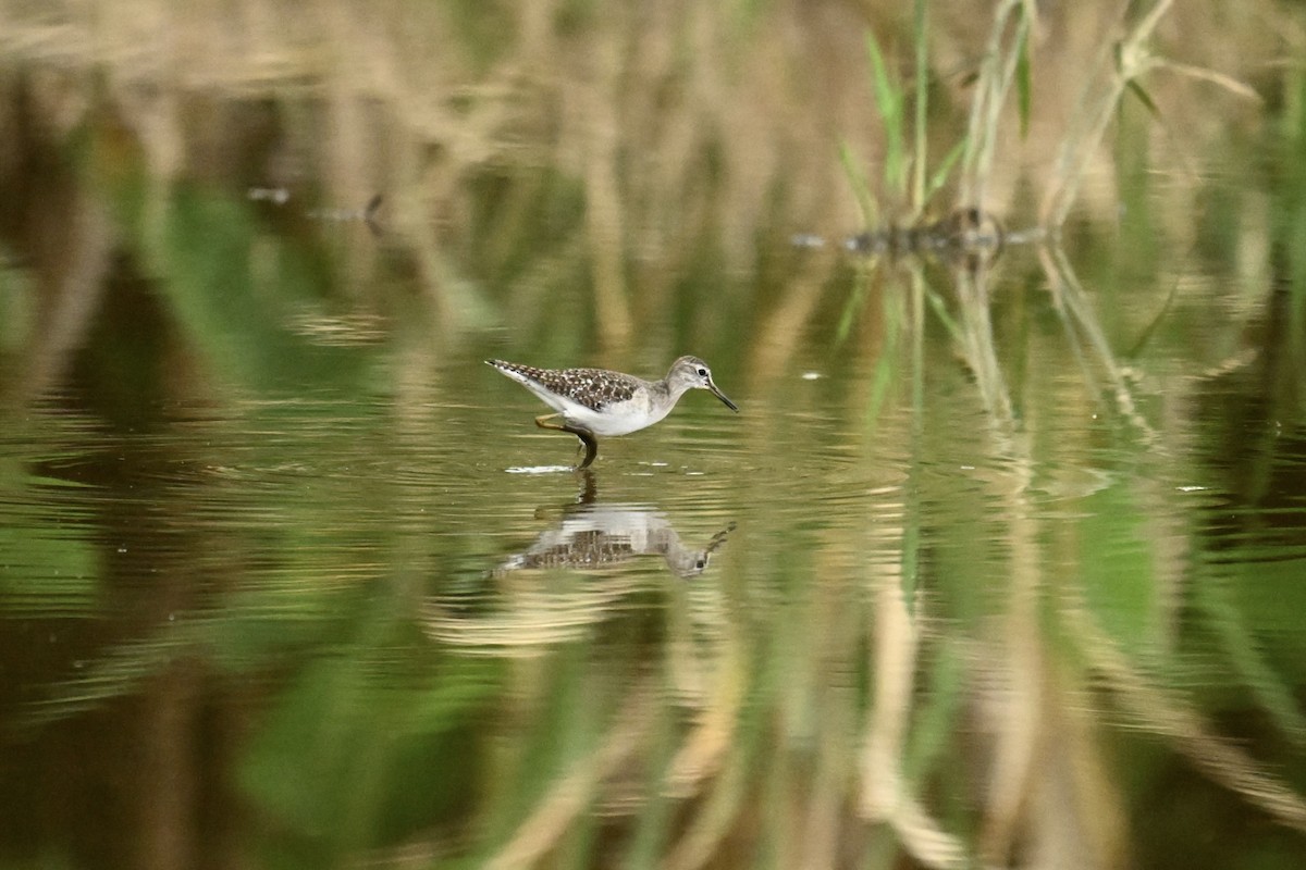 Wood Sandpiper - ML646623822