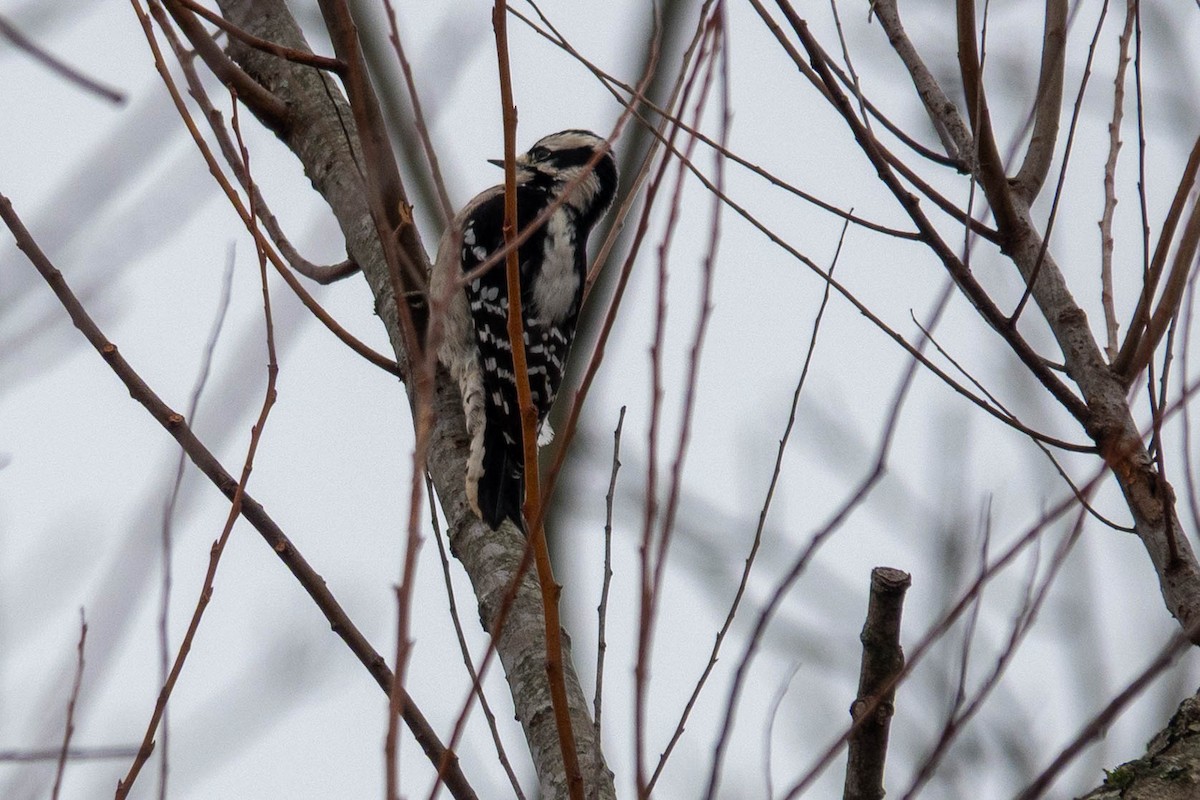 Downy Woodpecker - ML646623824