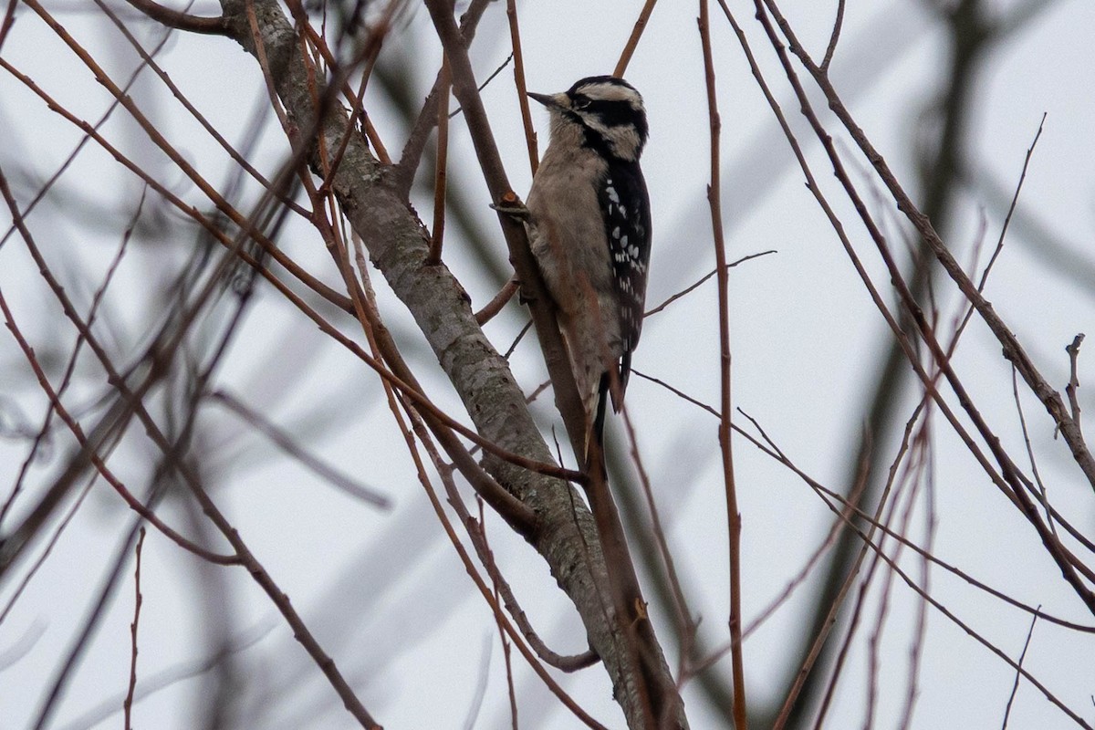Downy Woodpecker - ML646623825