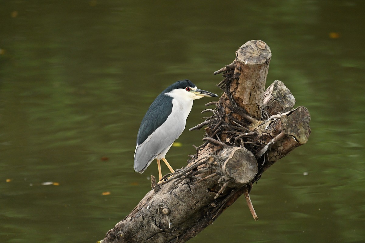 Black-crowned Night Heron - ML646623827