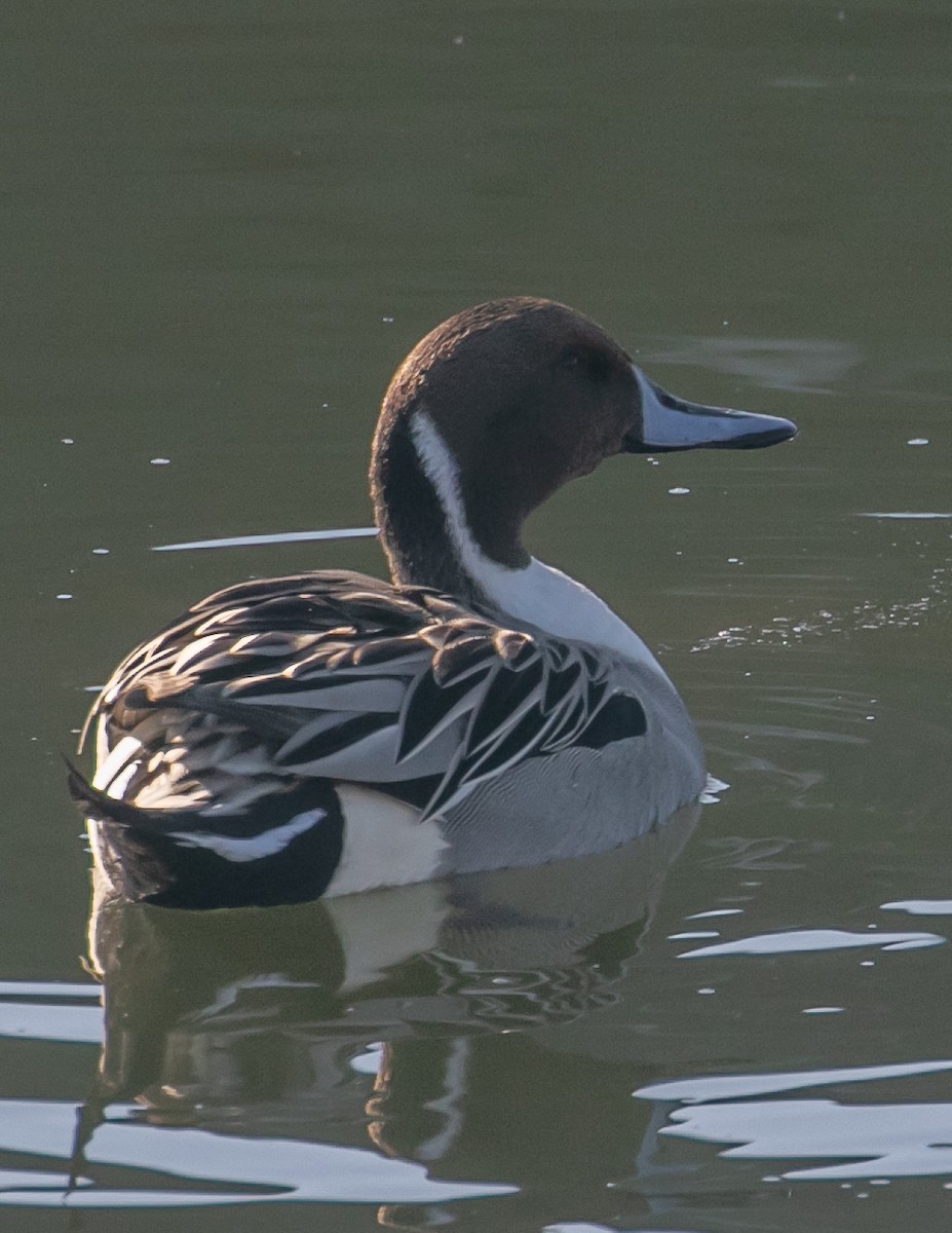 Northern Pintail - ML646623831