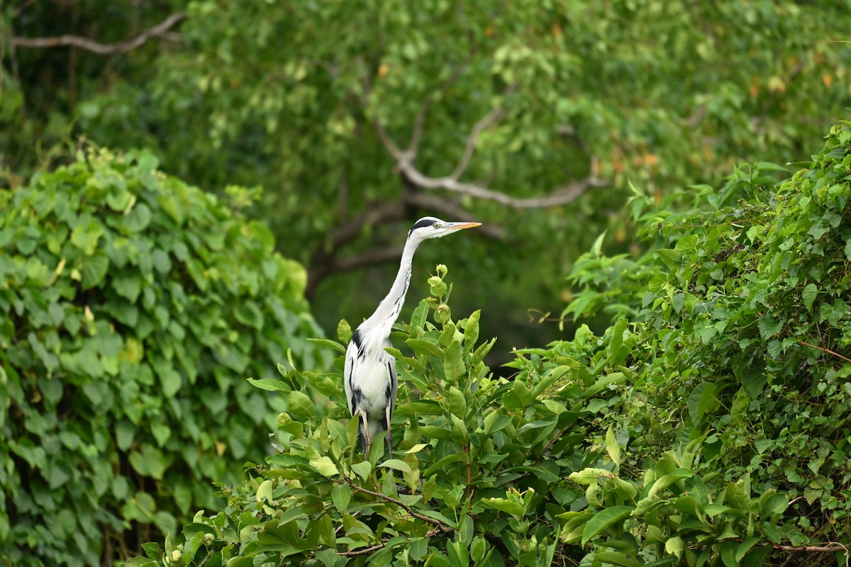 Gray Heron - ML646623832
