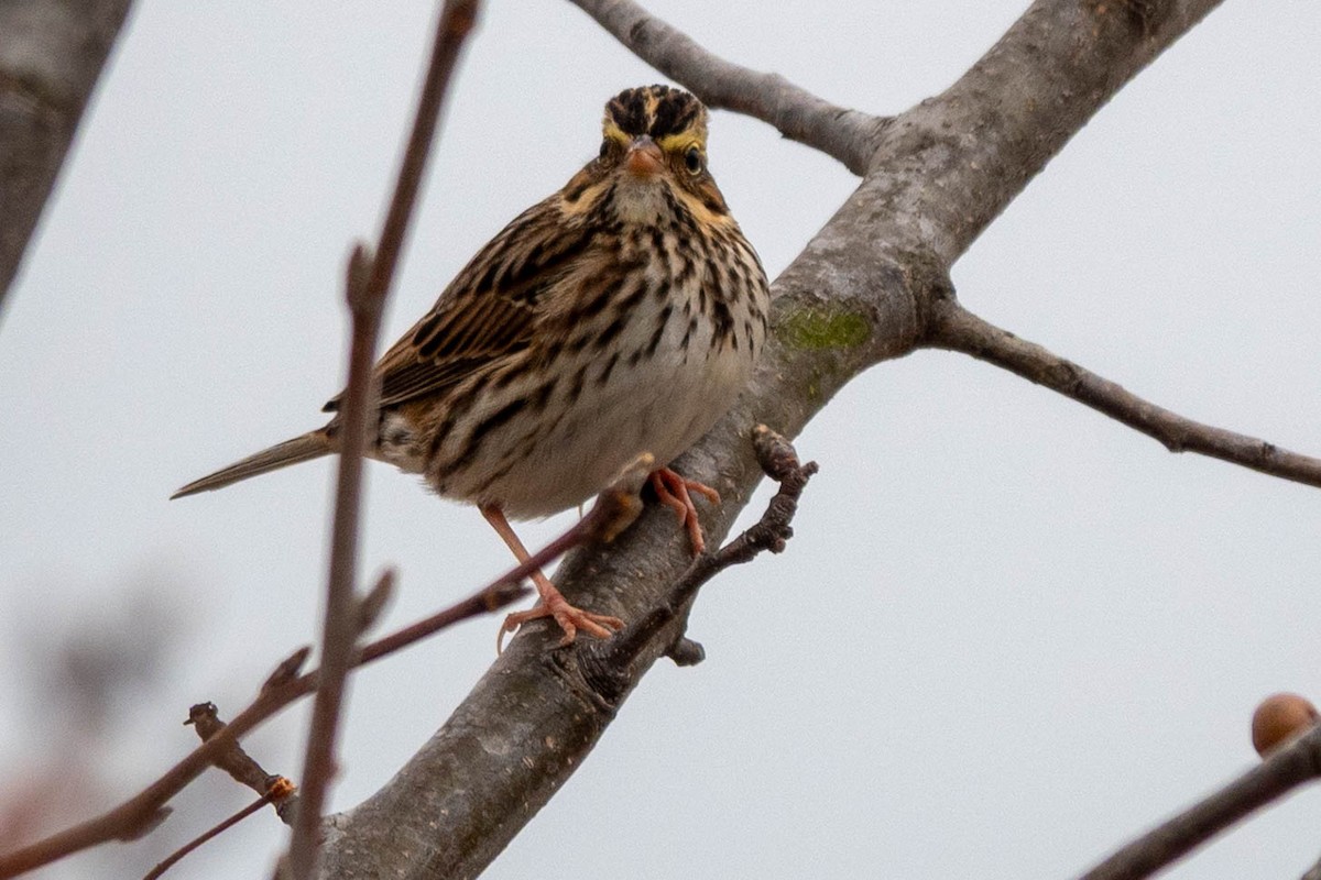 Savannah Sparrow - ML646623833