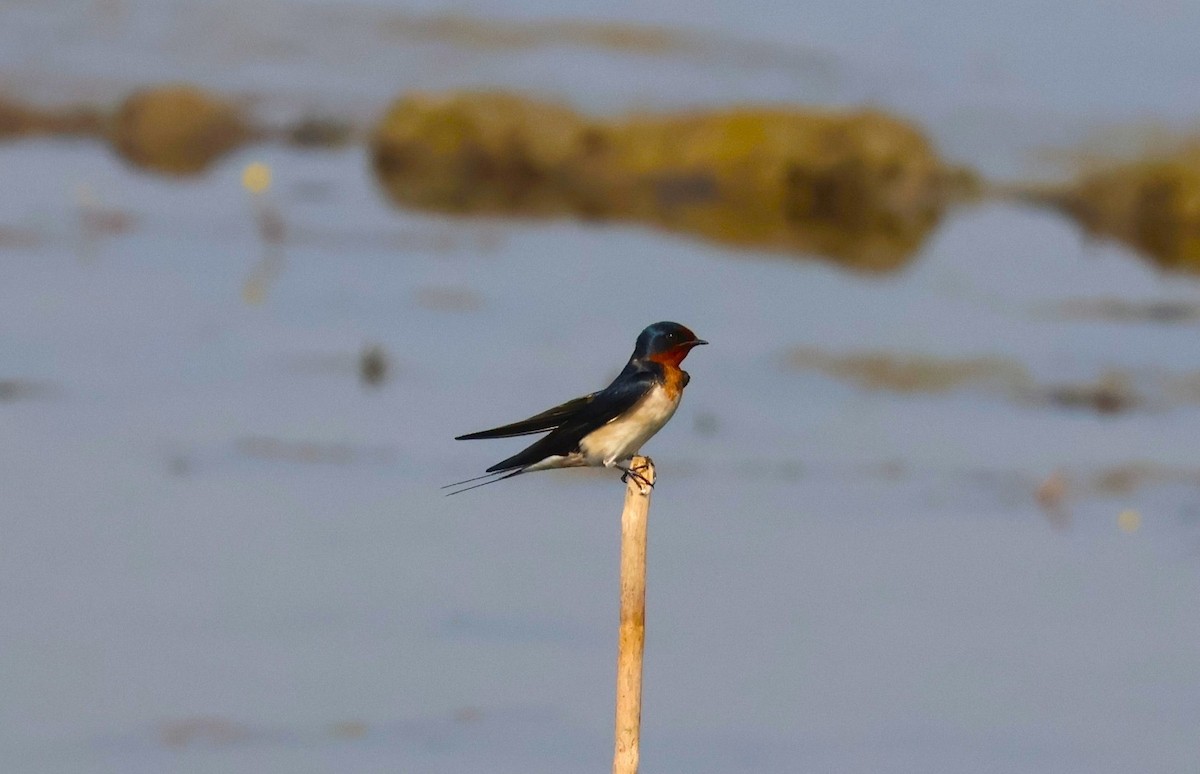 Barn Swallow - ML646623835