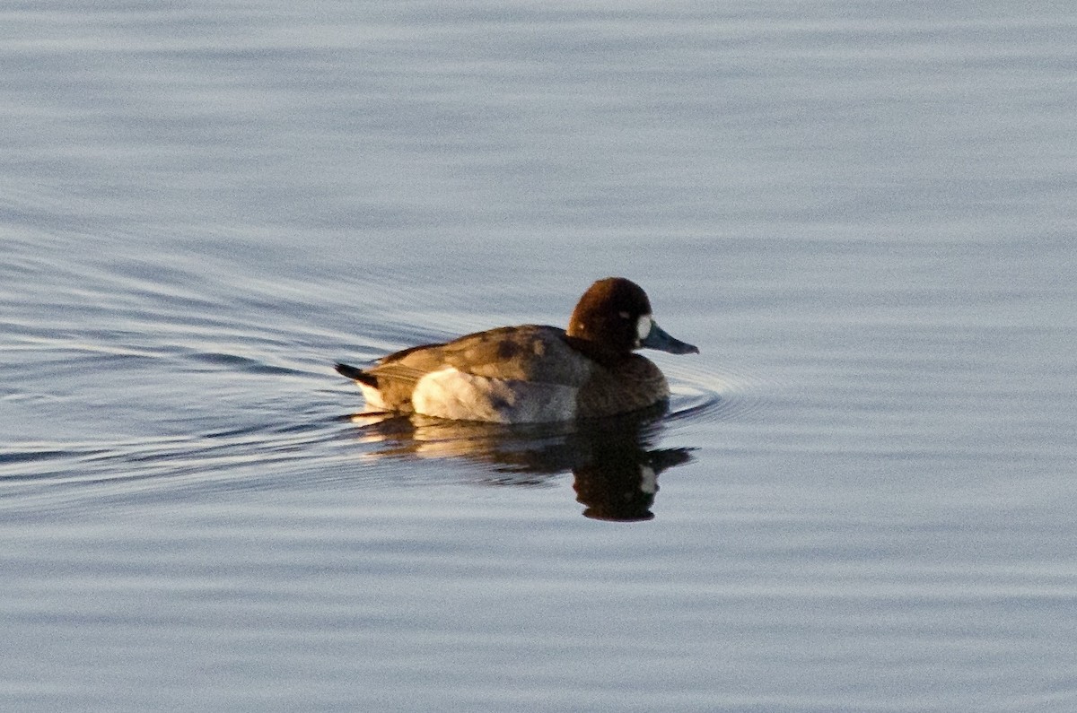 Porrón Bola - ML646623836