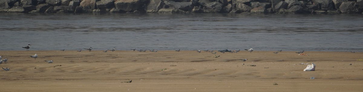 Little Tern - ML646623837