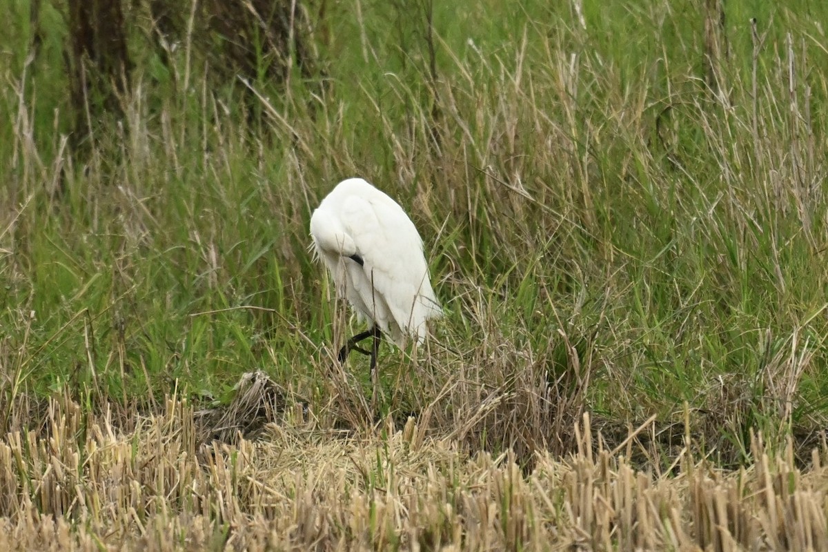 Little Egret - ML646623838