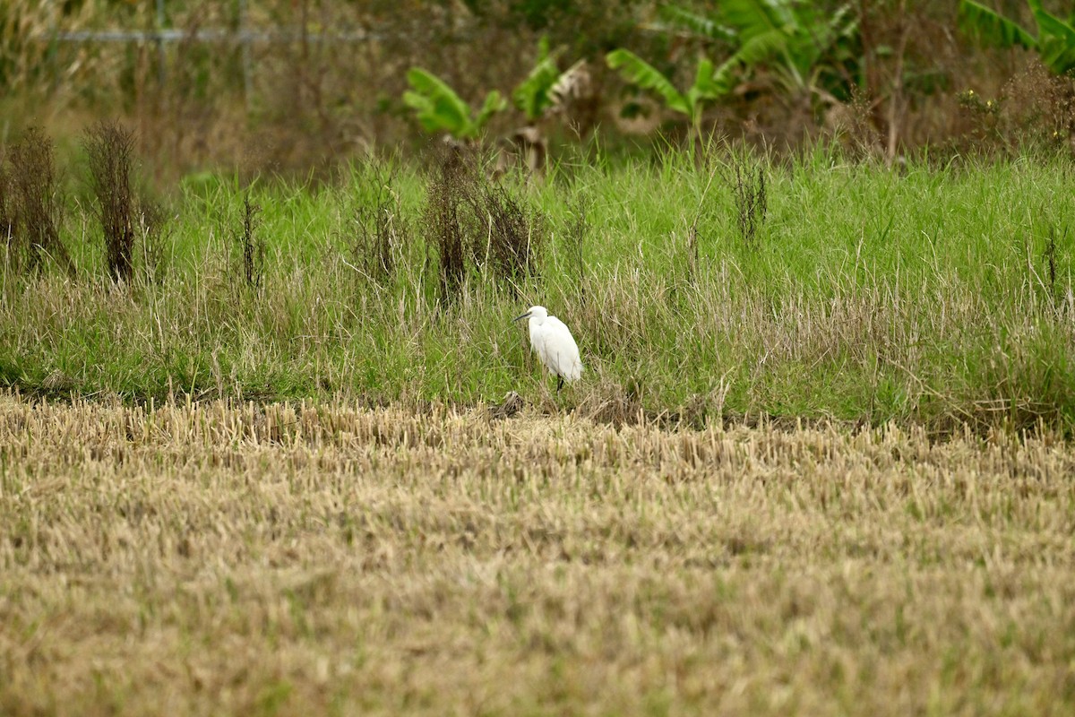 Little Egret - ML646623839