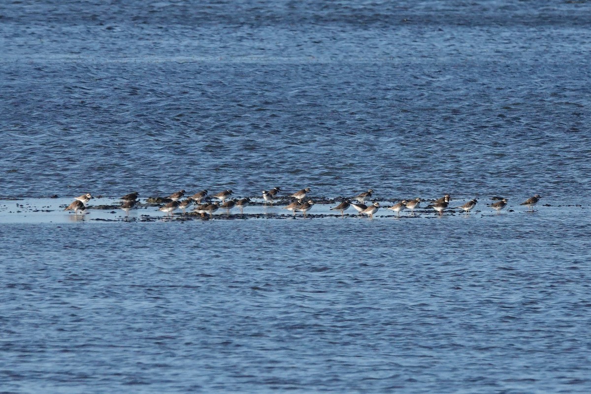 Semipalmated Plover - ML646623840
