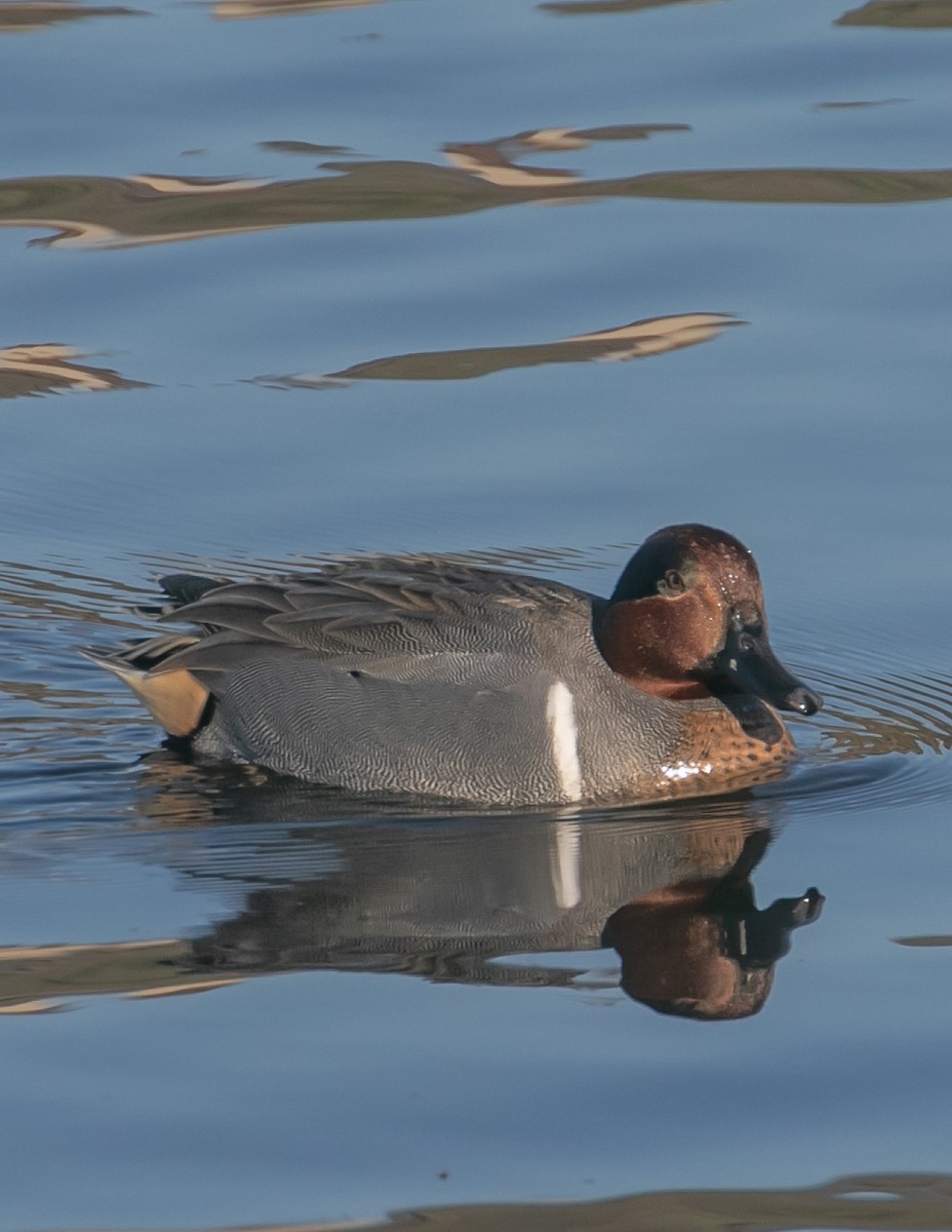 Green-winged Teal - ML646623841