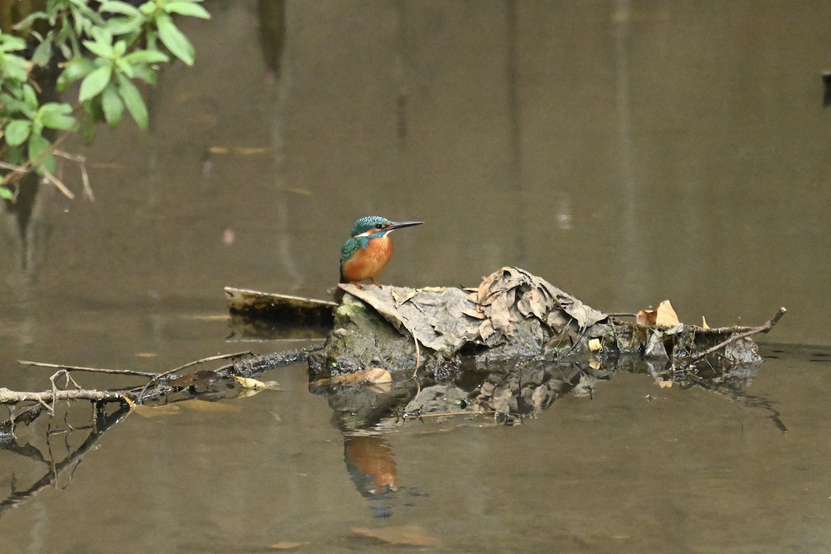 Common Kingfisher - ML646623847