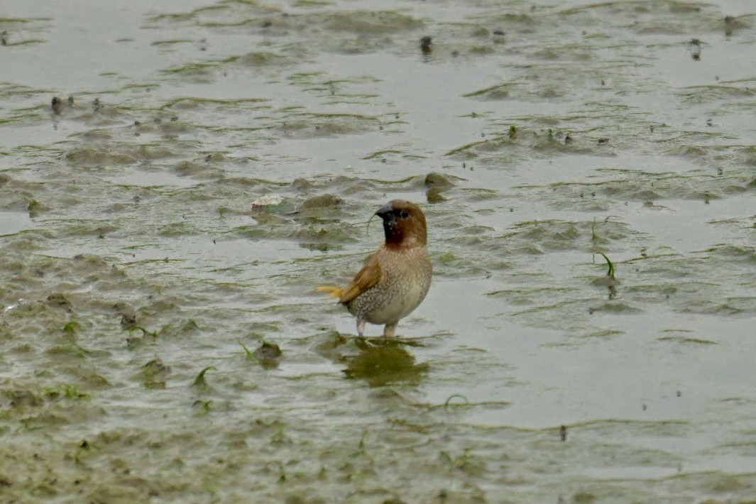 Scaly-breasted Munia - ML646623849