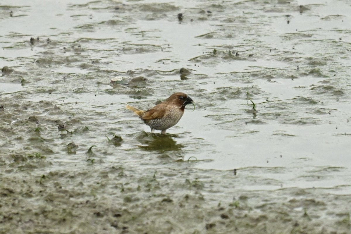 Scaly-breasted Munia - ML646623850