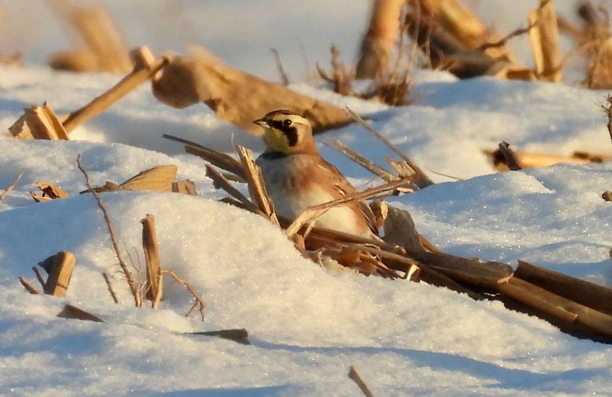 Horned Lark - ML646623855