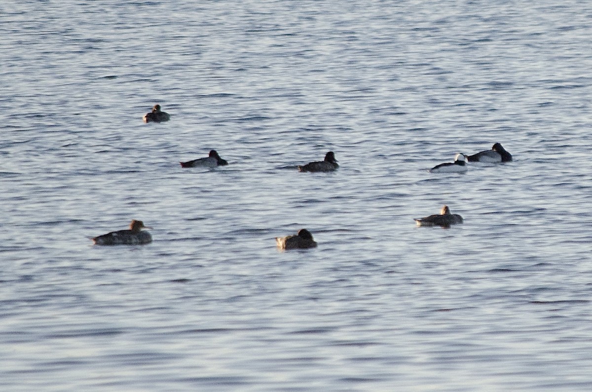 Serreta Mediana - ML646623856