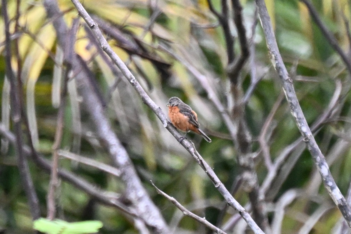 アカハラヒメウソ - ML646623858