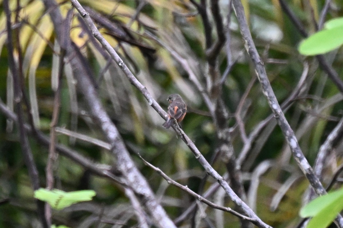 アカハラヒメウソ - ML646623859