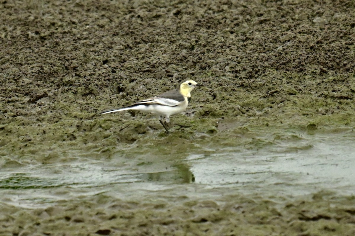 konipas bílý - ML646623860