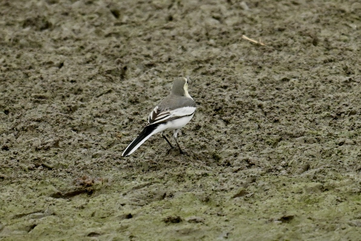 konipas bílý - ML646623861