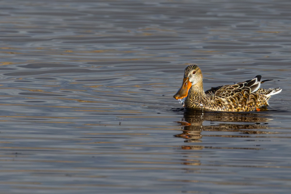 Northern Shoveler - ML646623865