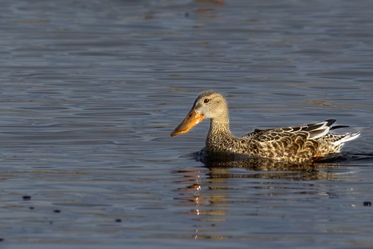 Northern Shoveler - ML646623866