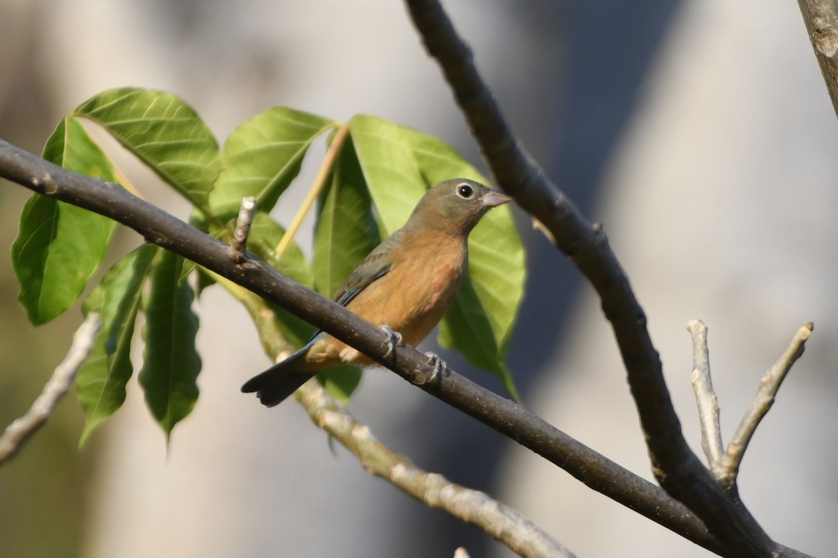 Rose-bellied Bunting - ML646623868
