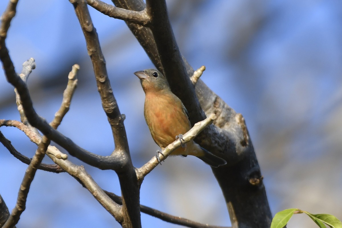 Rose-bellied Bunting - ML646623869