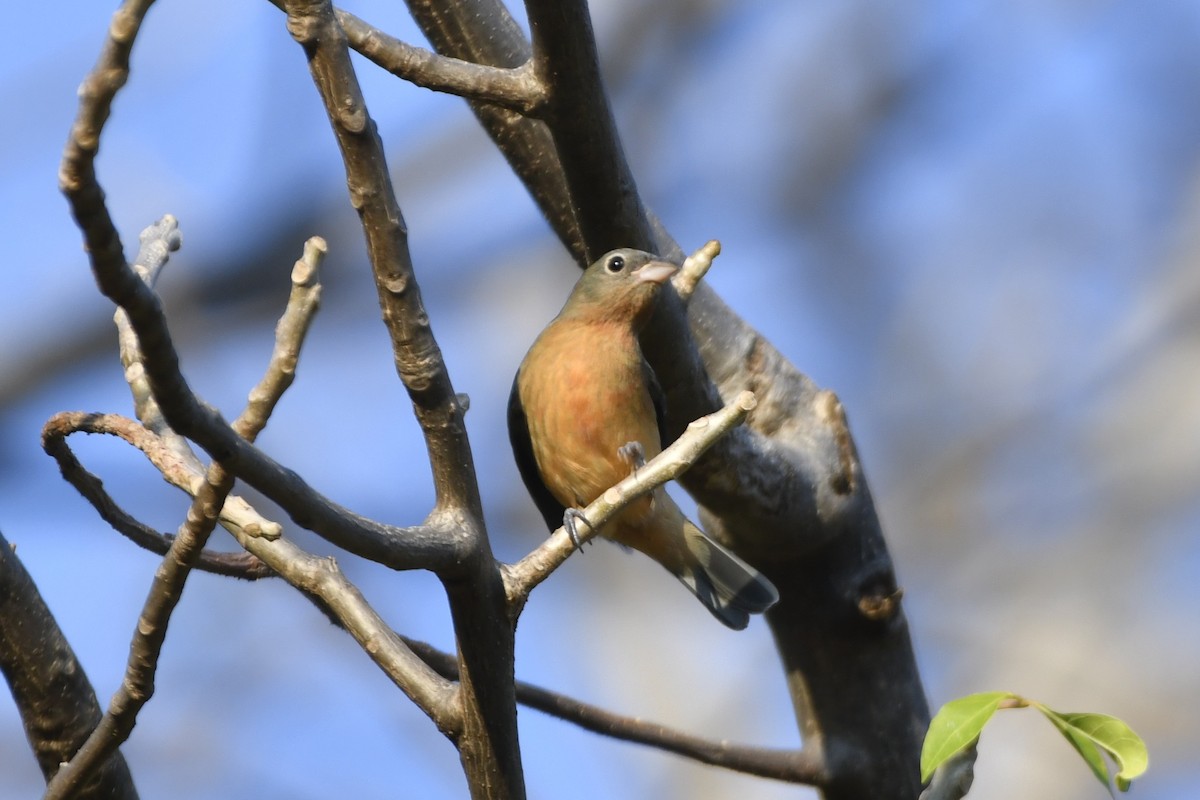 Rose-bellied Bunting - ML646623872
