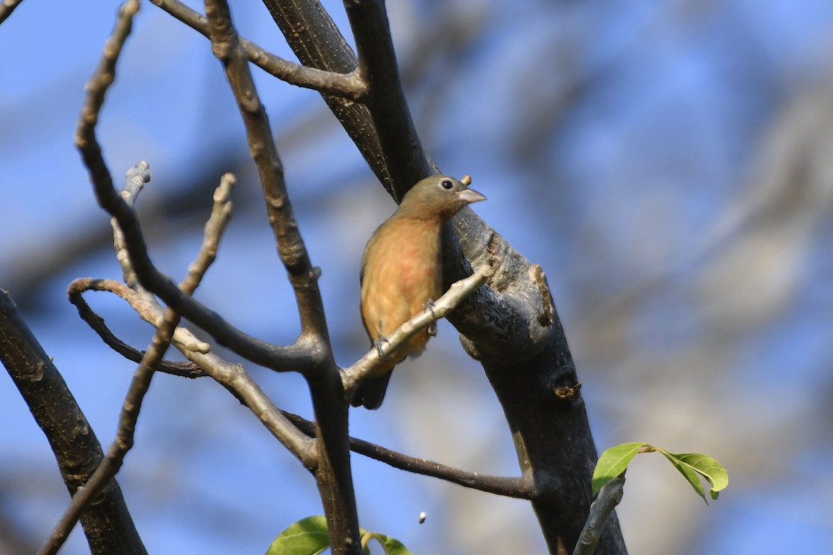 Rose-bellied Bunting - ML646623873