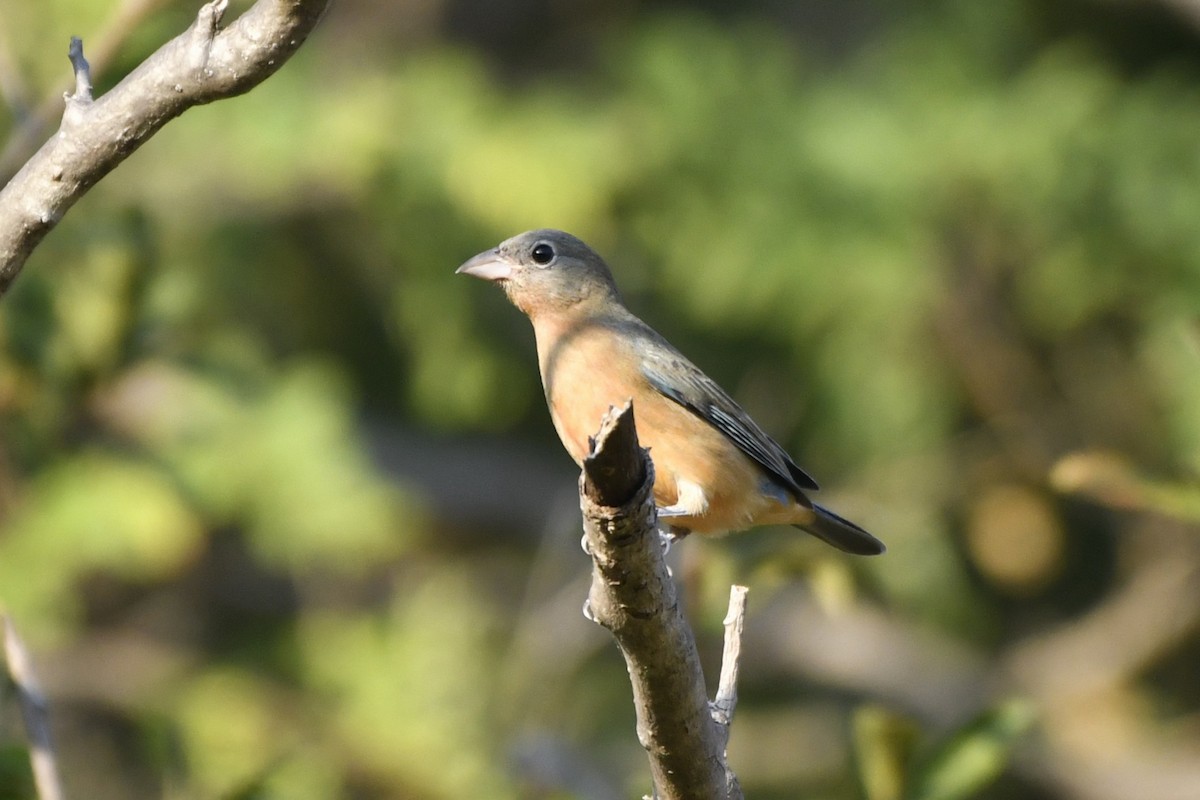 Rose-bellied Bunting - ML646623874