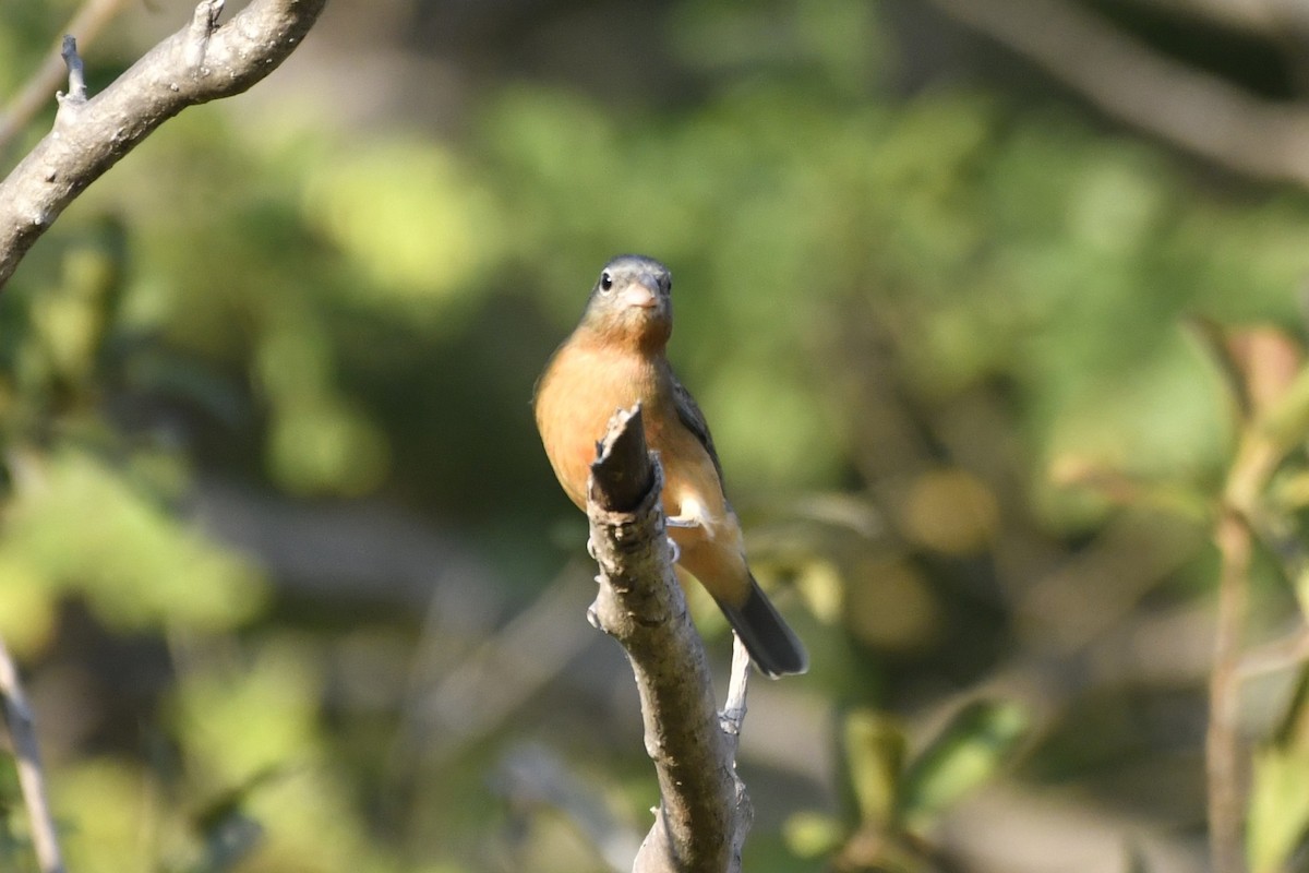 Rose-bellied Bunting - ML646623875