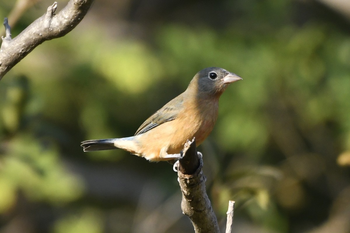 Rose-bellied Bunting - ML646623876