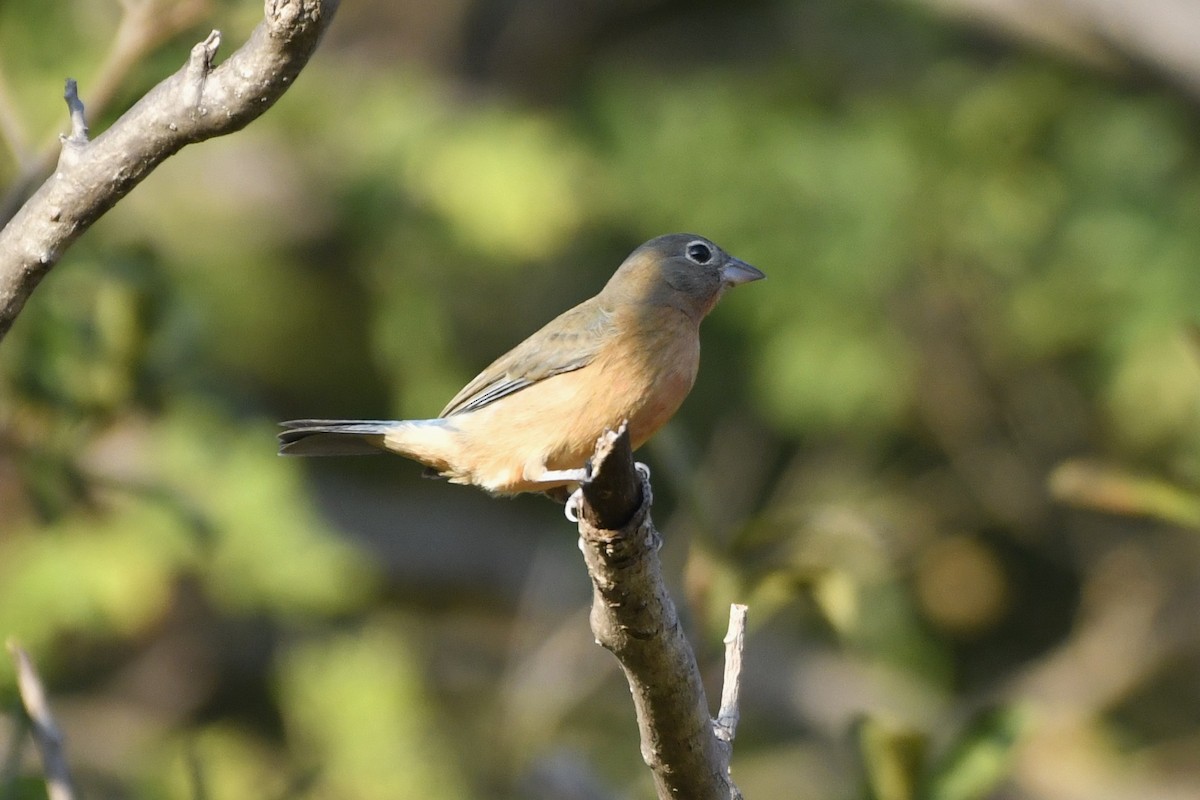 Rose-bellied Bunting - ML646623878