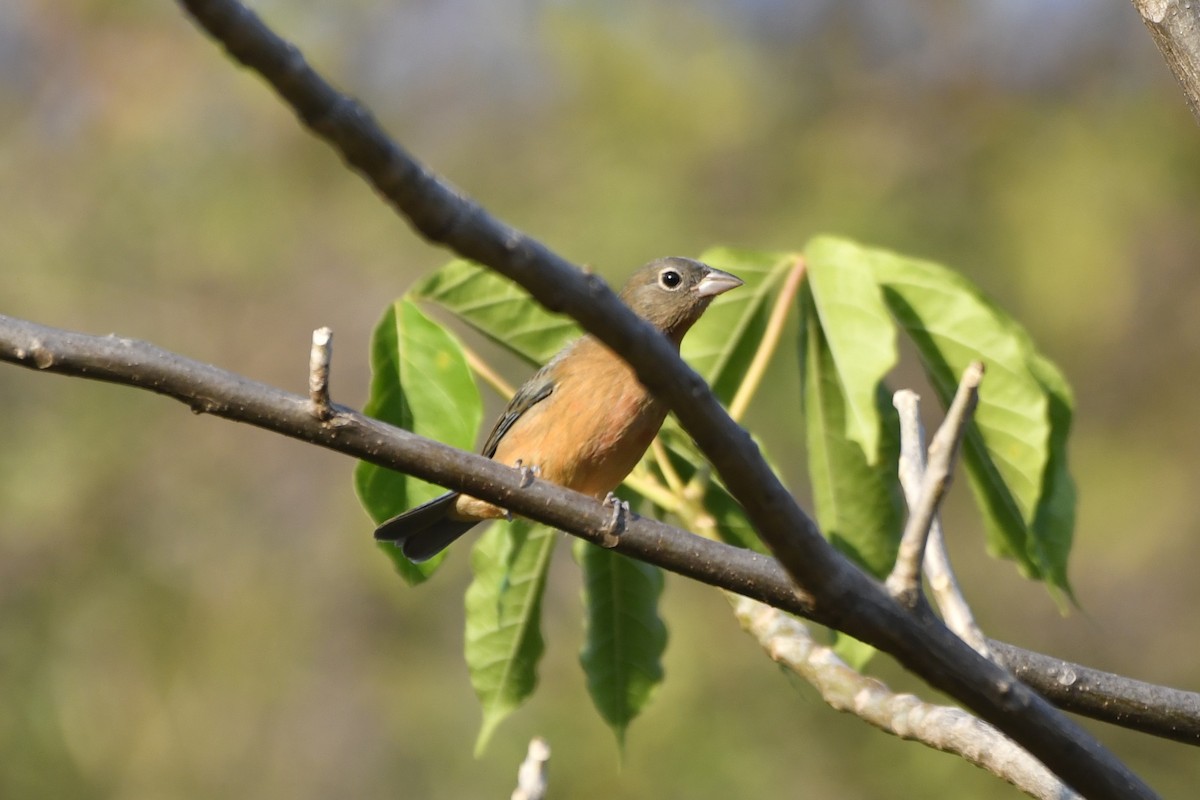 Rose-bellied Bunting - ML646623879