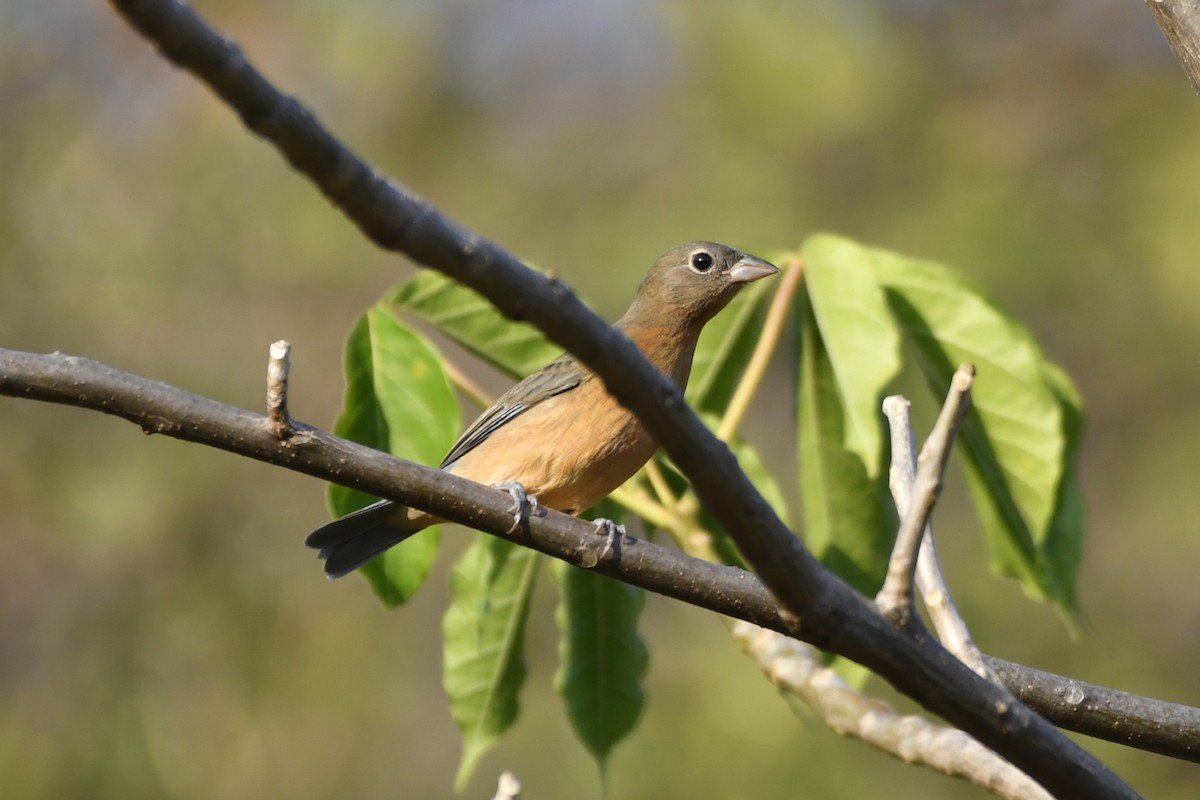 Rose-bellied Bunting - ML646623880