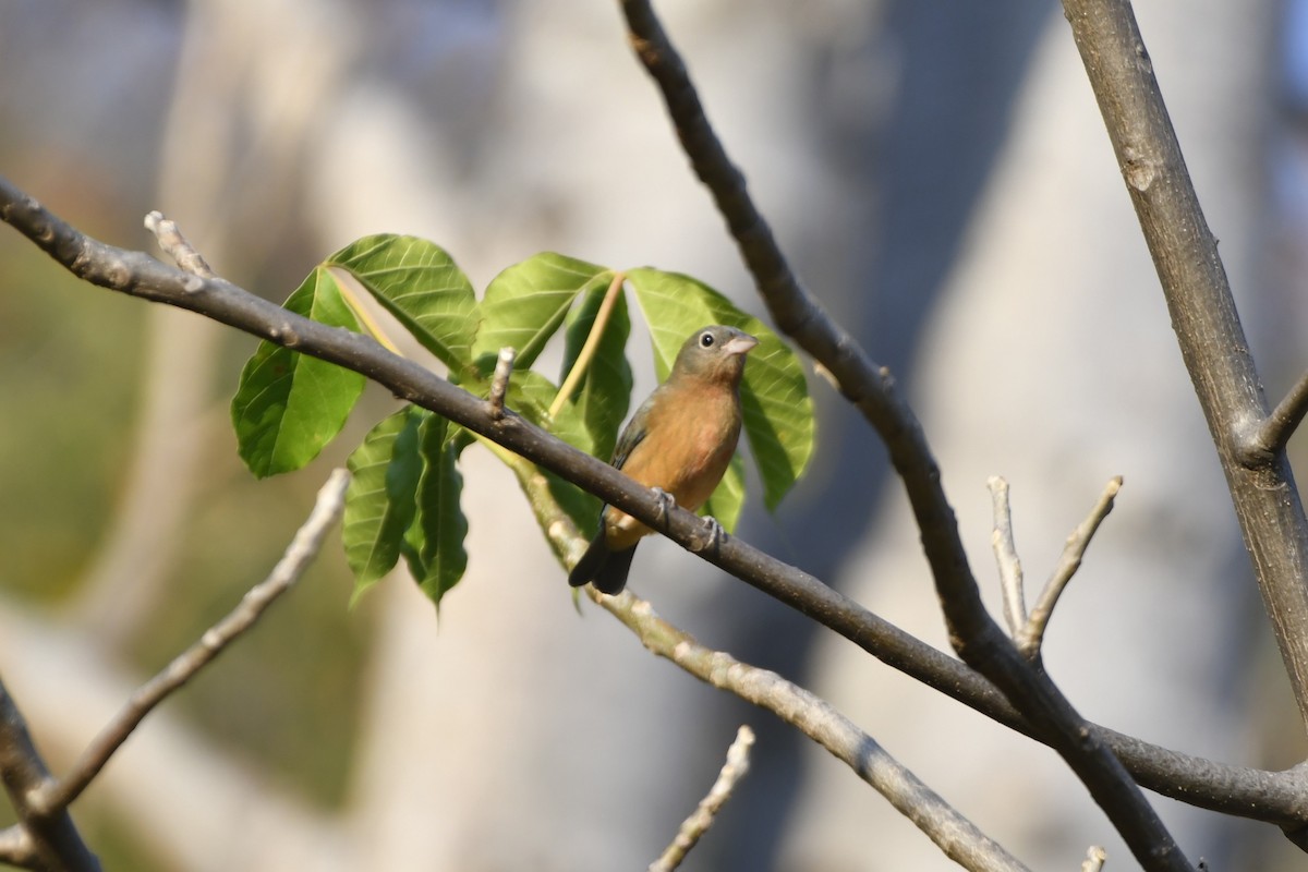 Rose-bellied Bunting - ML646623881