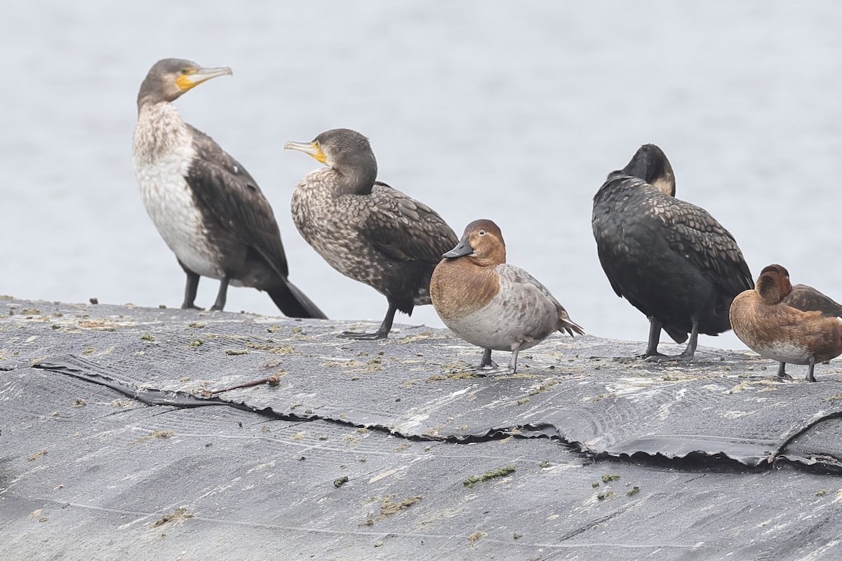 taffeland - ML646623883