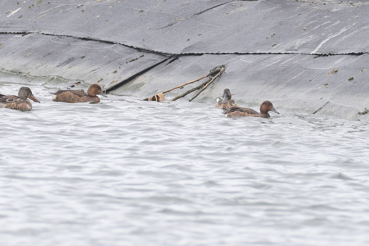 hvitøyeand - ML646623886