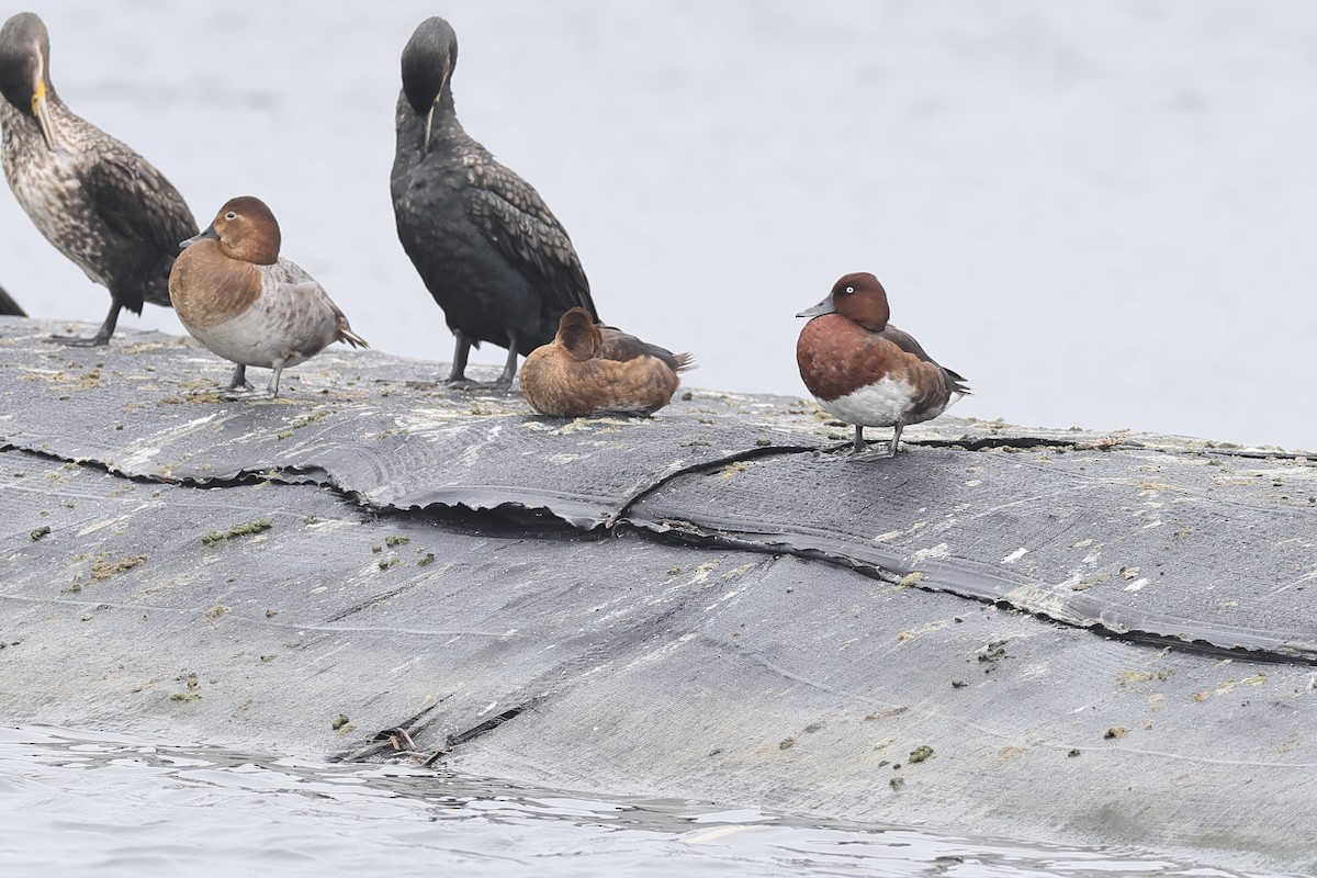 hvitøyeand - ML646623887